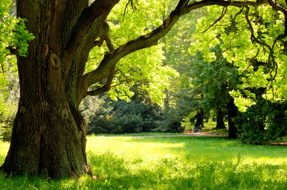 arborist 002