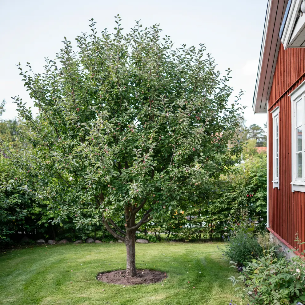 tradbeskarning trelleborg